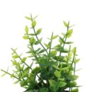 eucalyptus