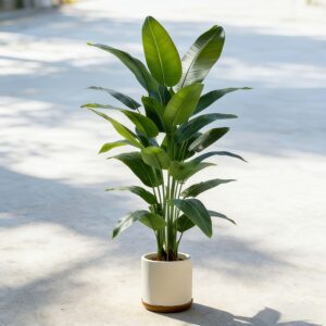 A Large Artificial Banana Tree That Requires Little Maintenance, Made of Plastic, Suitable for Both Indoor And Outdoor Use. It Perfectly Complements Gardens, Weddings, Homes, And Offices