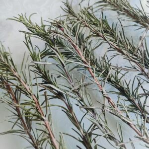 A Pack of Natural Color Rosemary, Dried Flowers, Pressed Flowers, Preserved Flowers, Real Flowers and Plants Can Be Used as Specimens, Bookmarks, DIY Handcrafted Scented Candles, Cocktails, Decorations, Home, Wedding, Party, Festival Gifts, Birthday