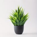 wheatgrass